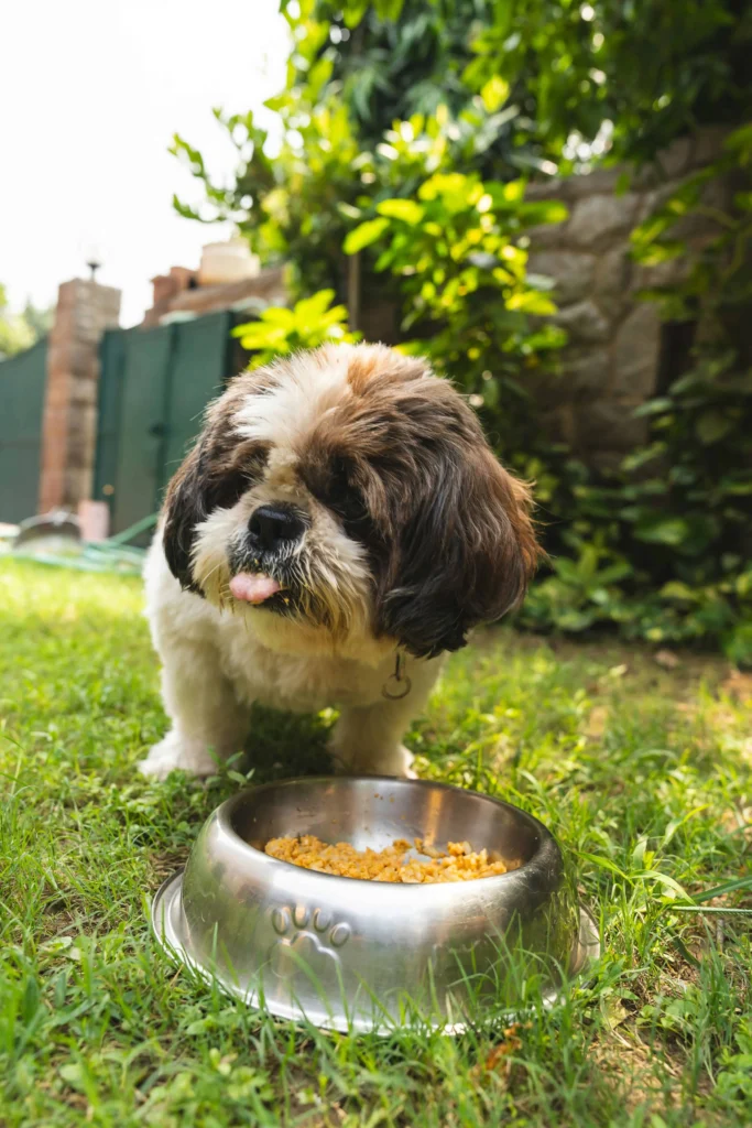 Top Healthy Foods for a New Puppy 3