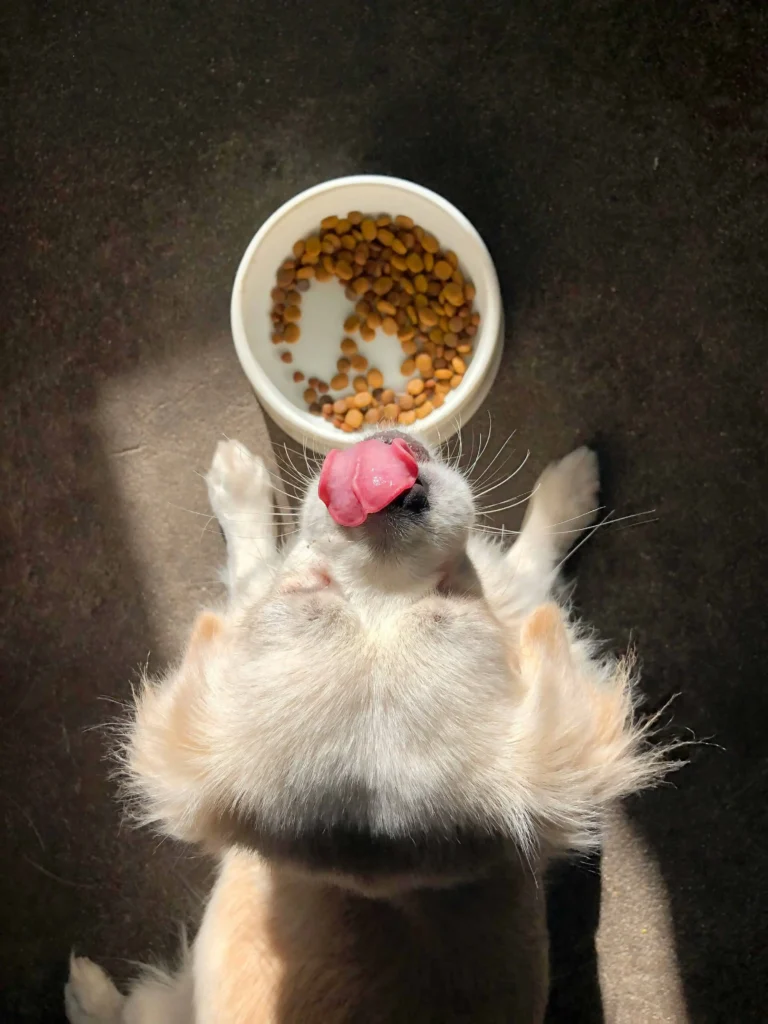 Top Healthy Foods for a New Puppy 2