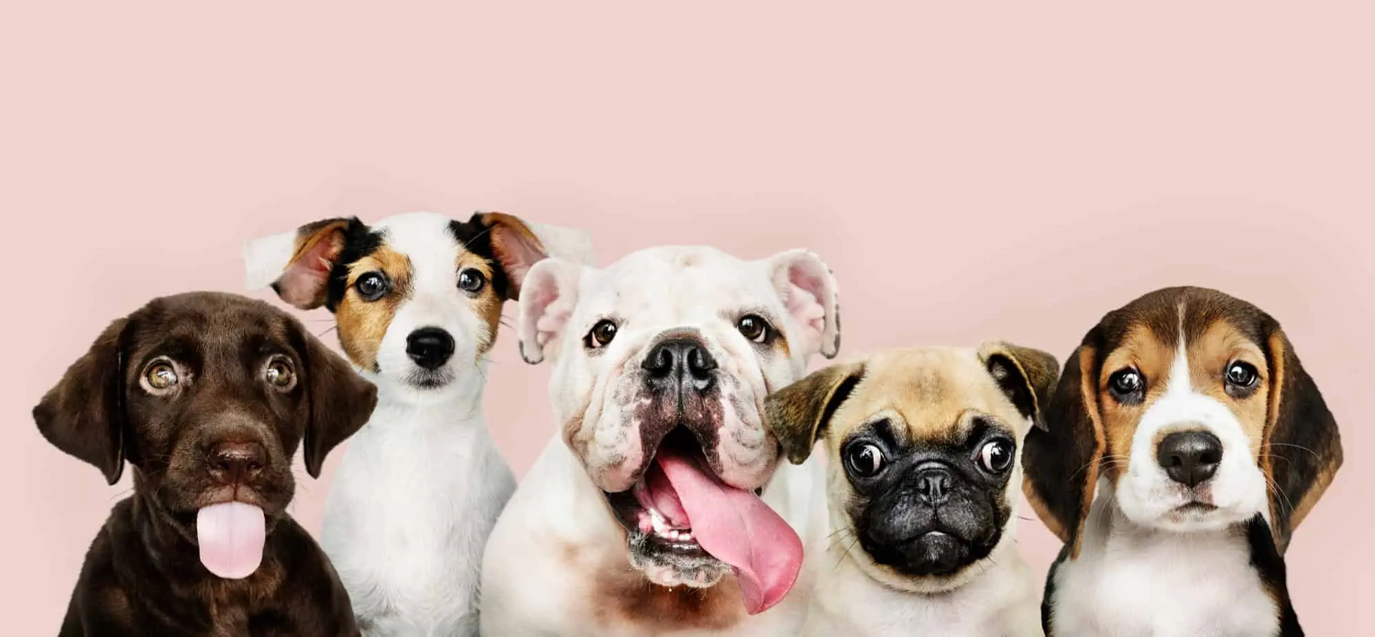 How to Choose the Right Small Puppy for Your Lifestyle