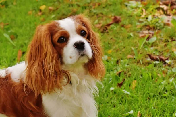 How to Take Care of a Small Puppy
