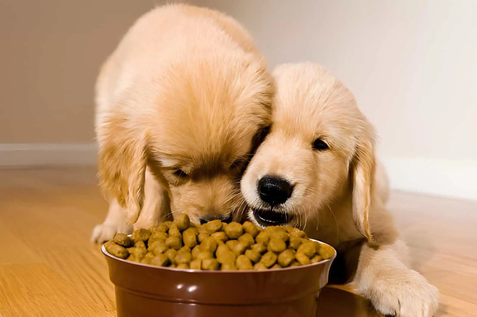 Top Healthy Foods for a New Puppy