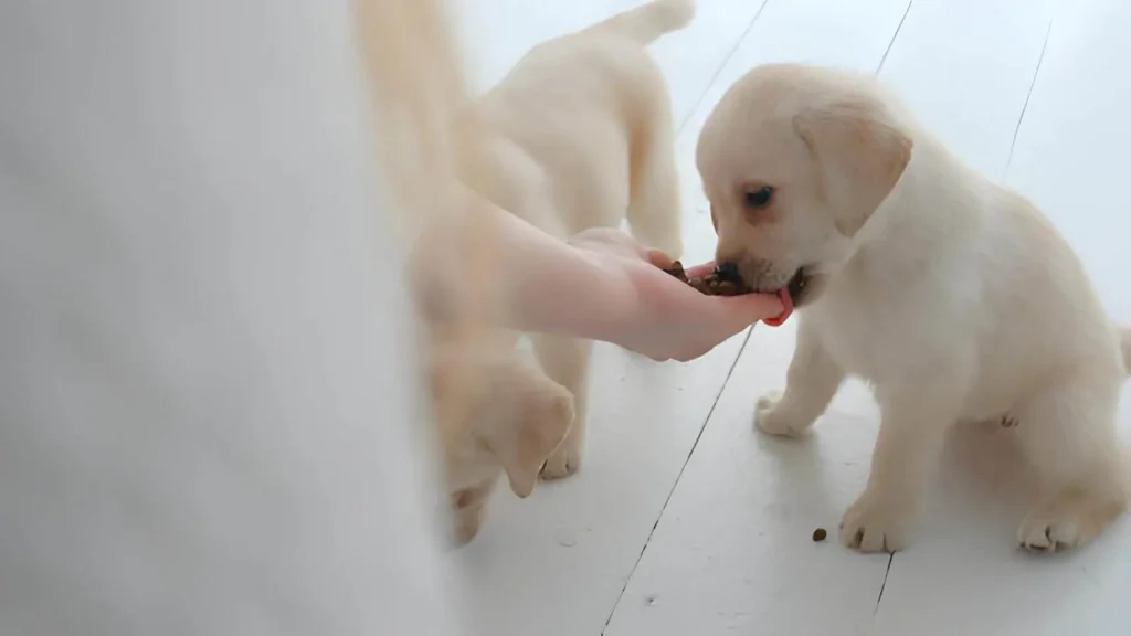 Foods You Should Never Feed a Puppy 2