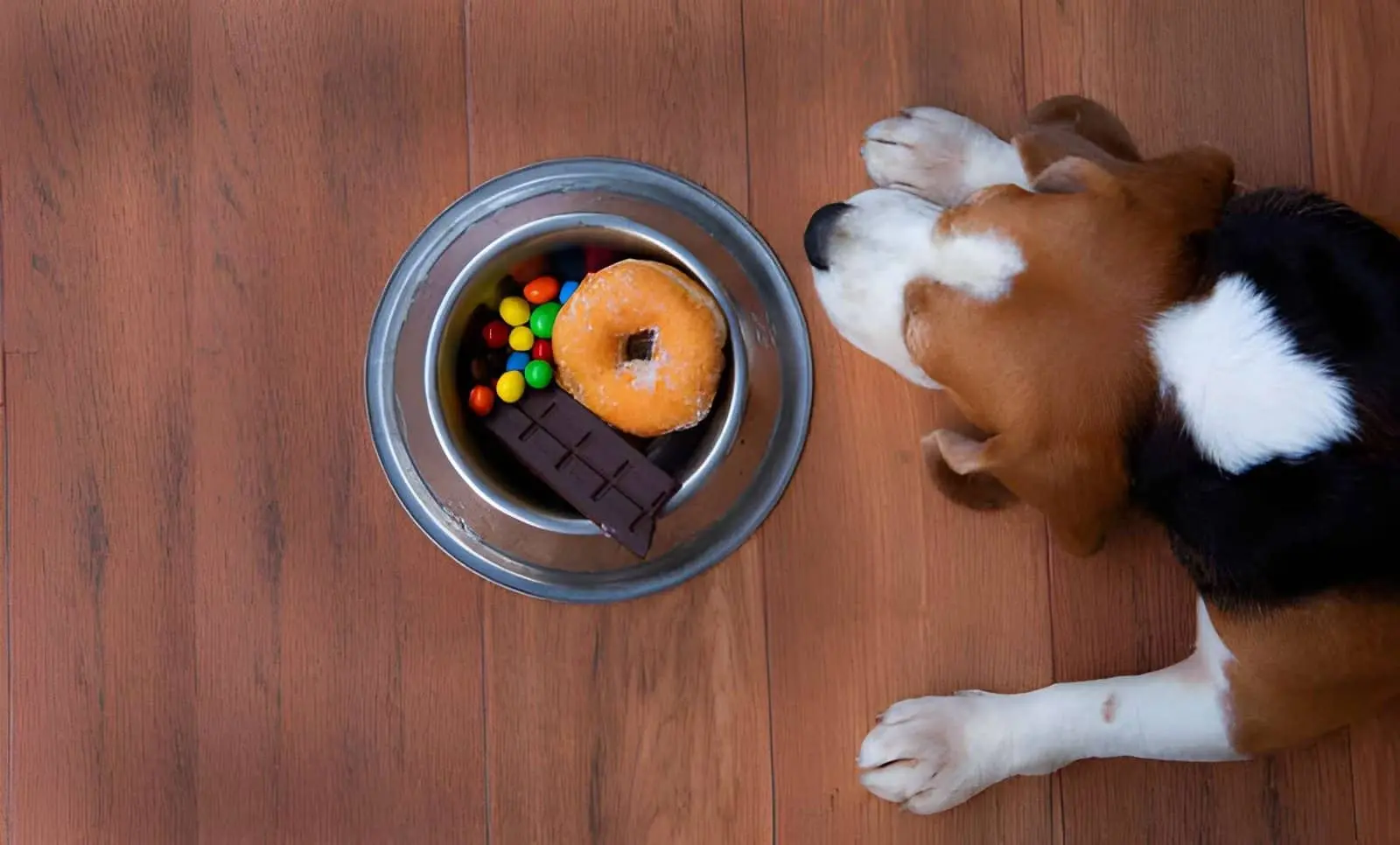 Foods You Should Never Feed a Puppy