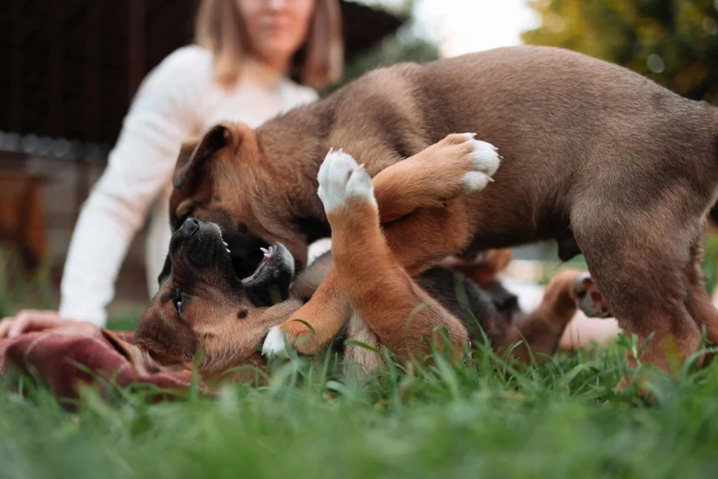 How to Choose the Right Small Puppy for Your Lifestyle 2