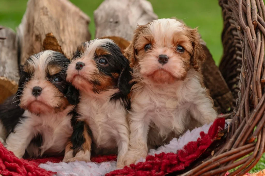 Common Small Puppy Mistakes First-Time Owners Make (And How to Avoid Them) 2