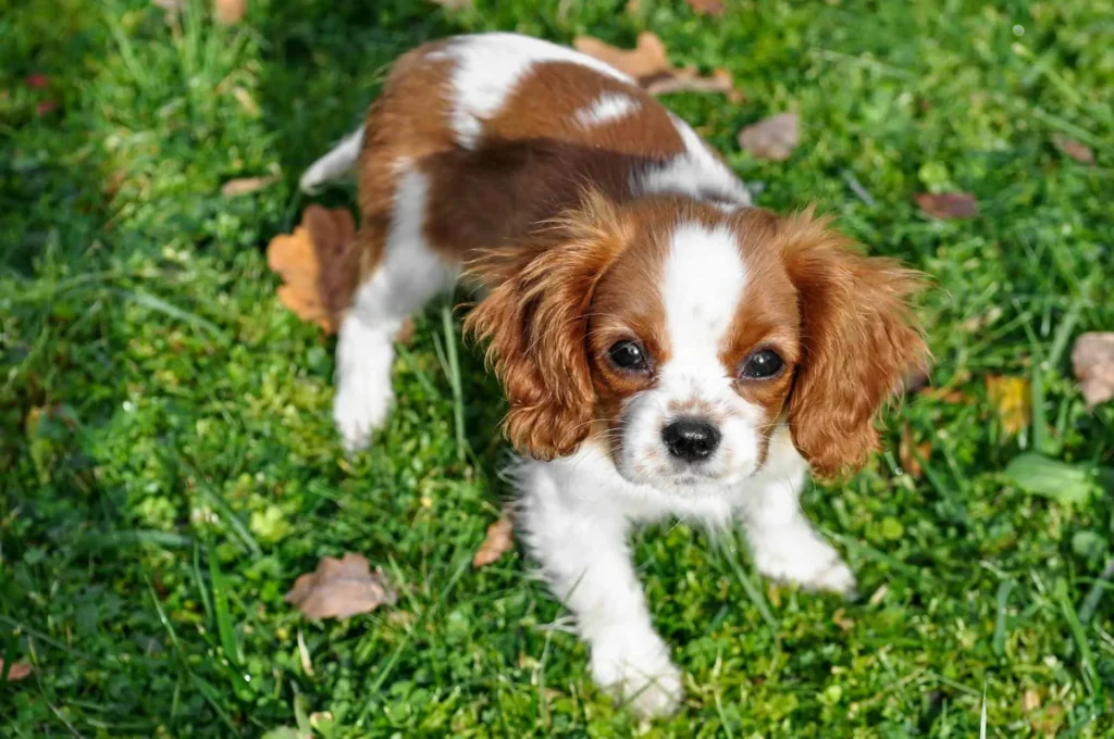 How to Take Care of a Small Puppy 2