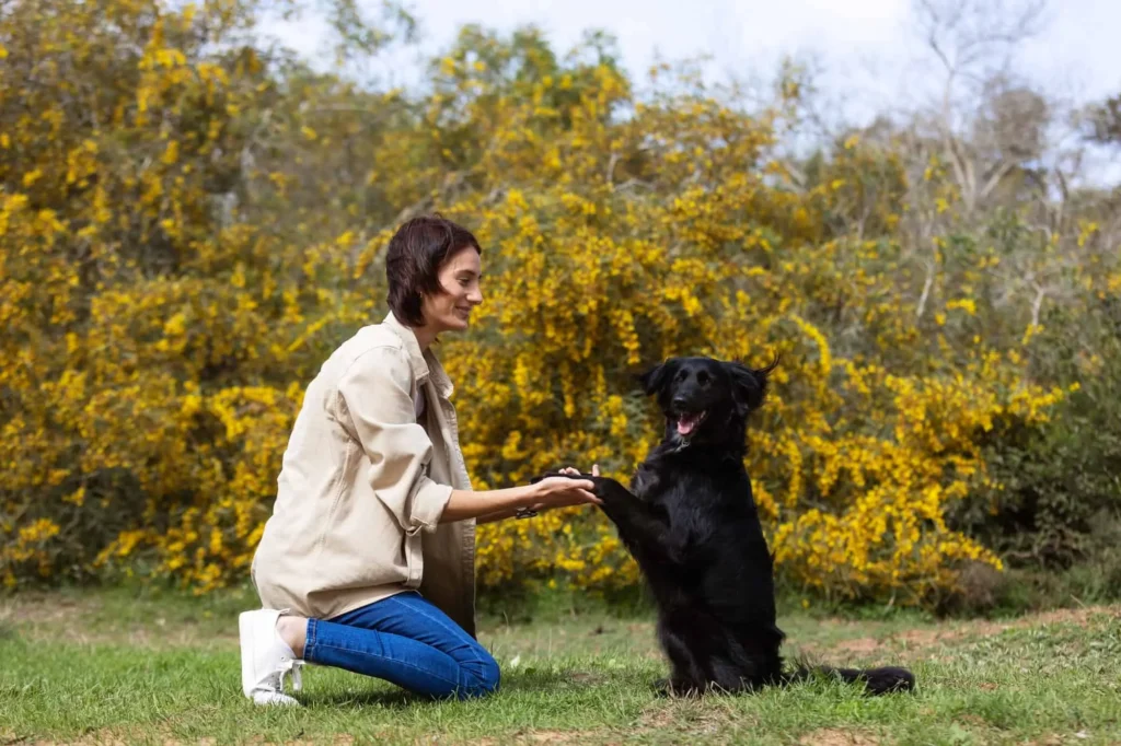 How to Train a Small Puppy for Beginners 2