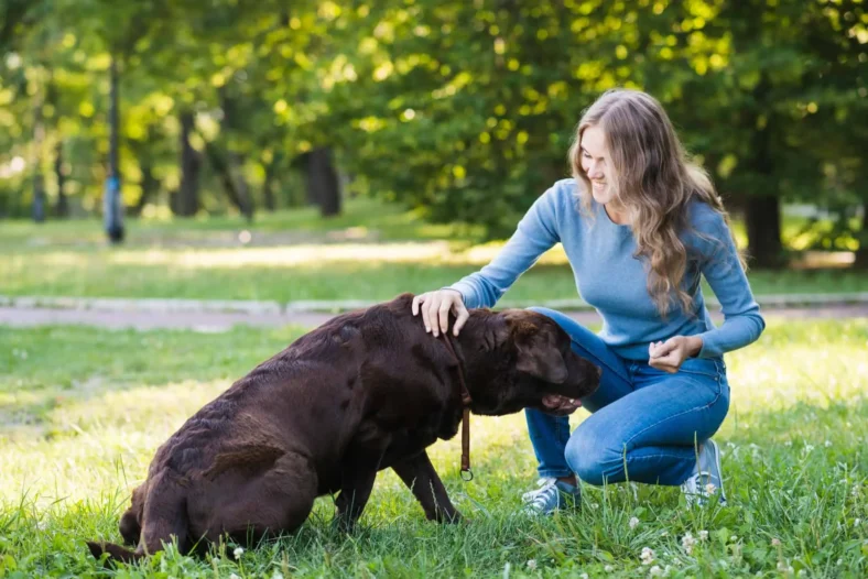 How to Train a Small Puppy for Beginners