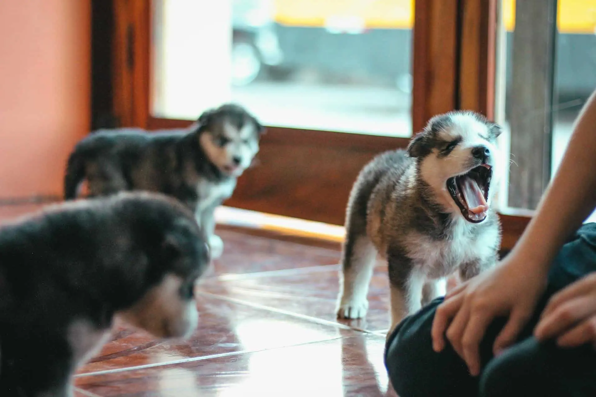 Common Small Puppy Mistakes First-Time Owners Make (And How to Avoid Them)